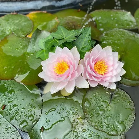 Quinta Casal Da Eva 알코바카